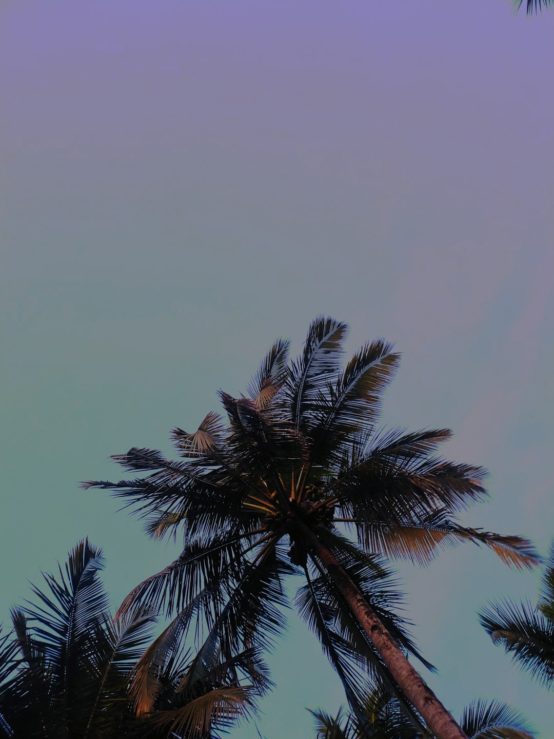 bermuda