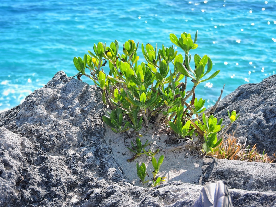bermuda