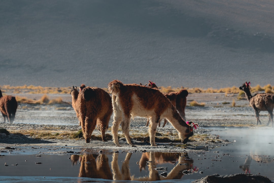 bolivia