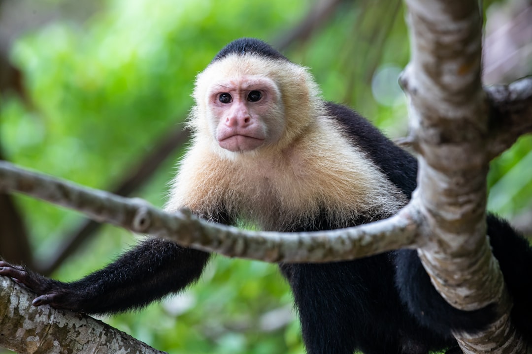 costa_rica