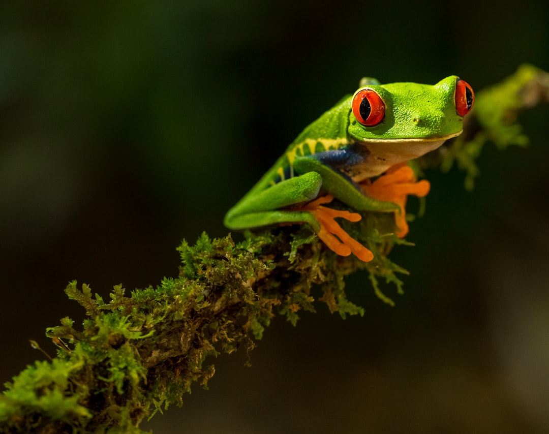 costa_rica