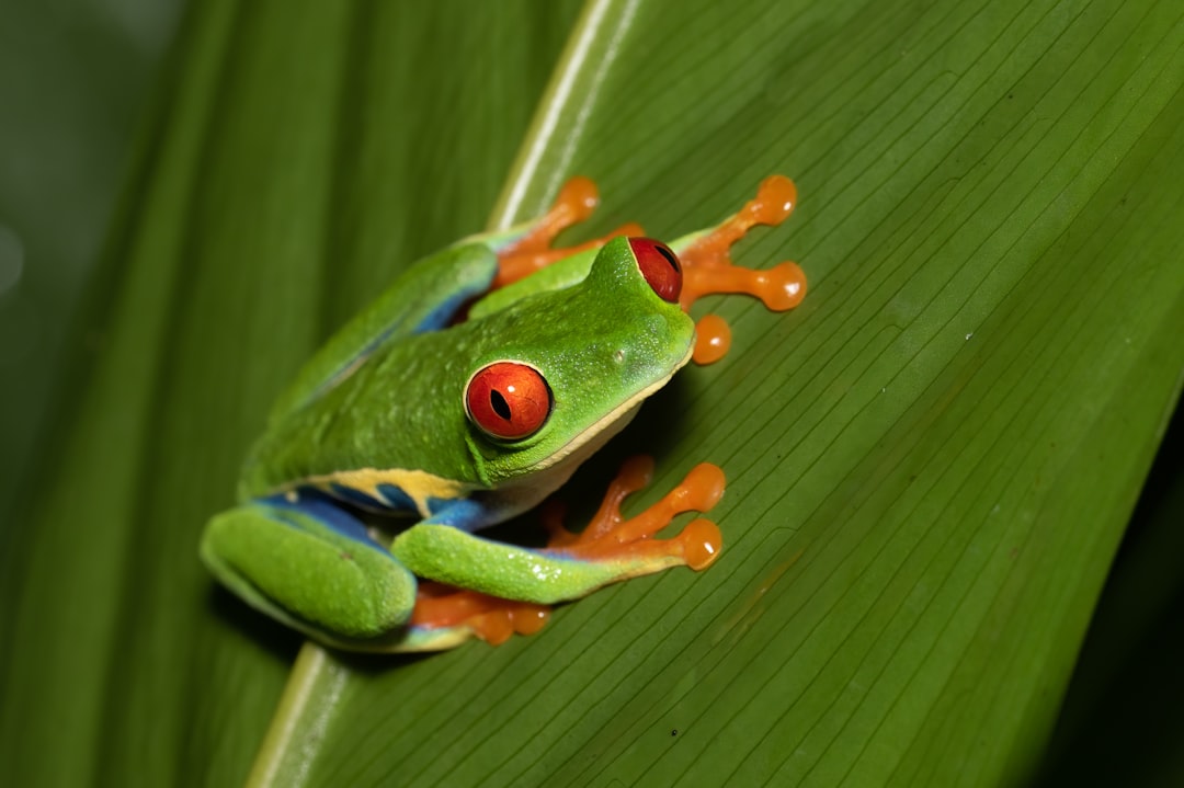 costa_rica