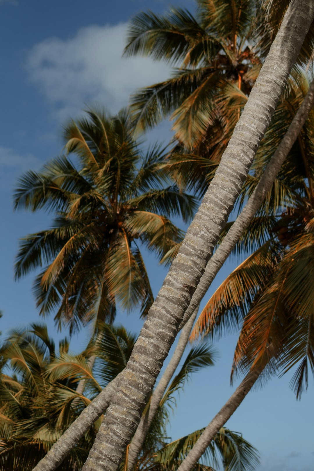 dominican_republic