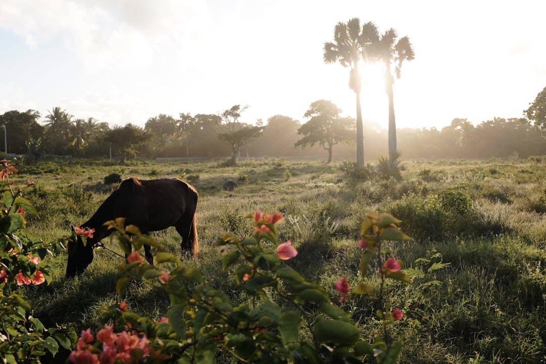 dominican_republic