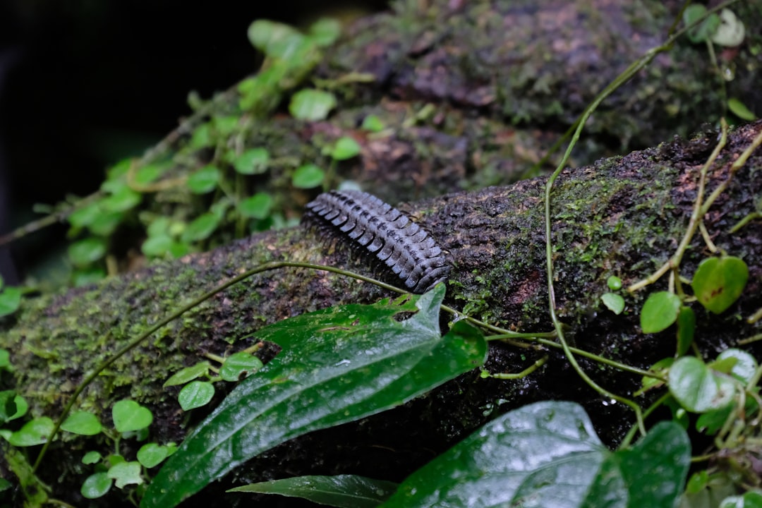 ecuador