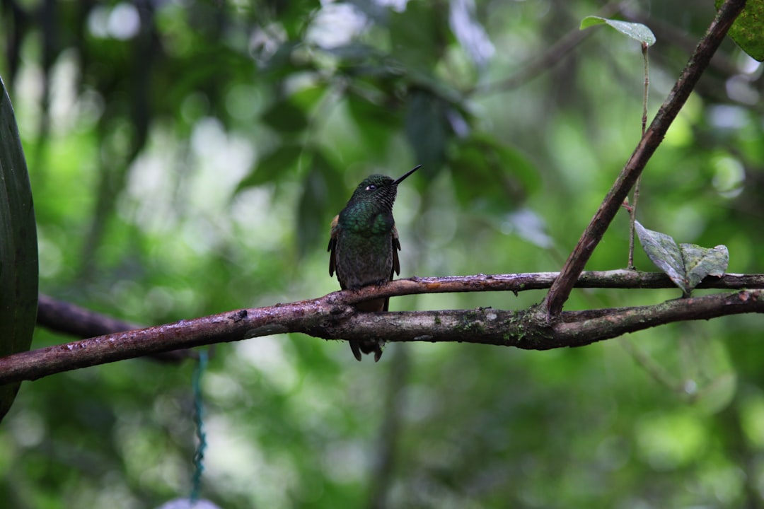 ecuador