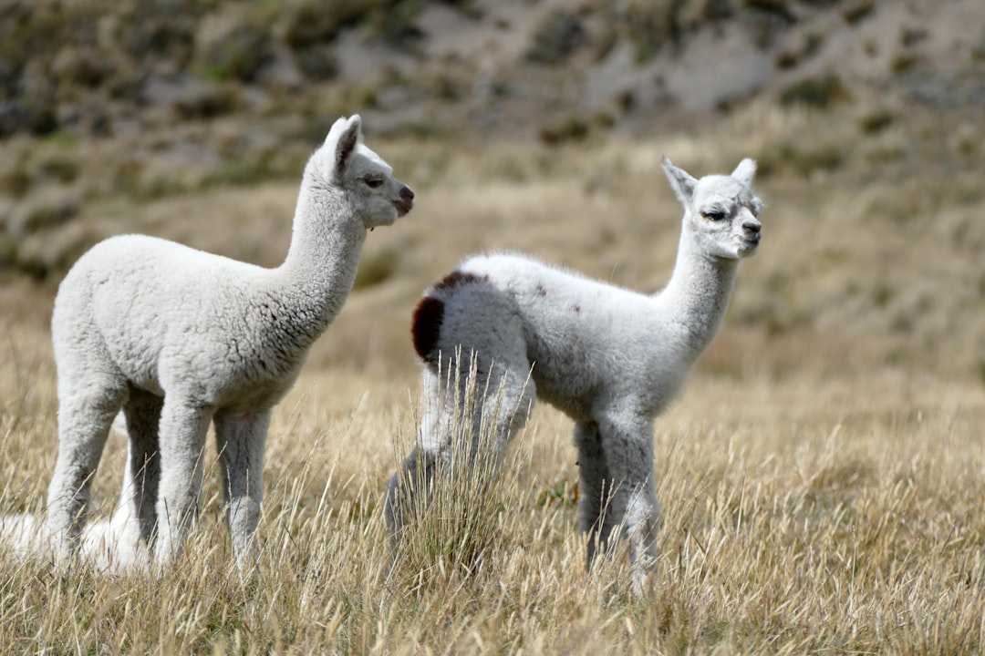 ecuador