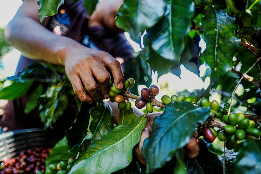 guatemala
