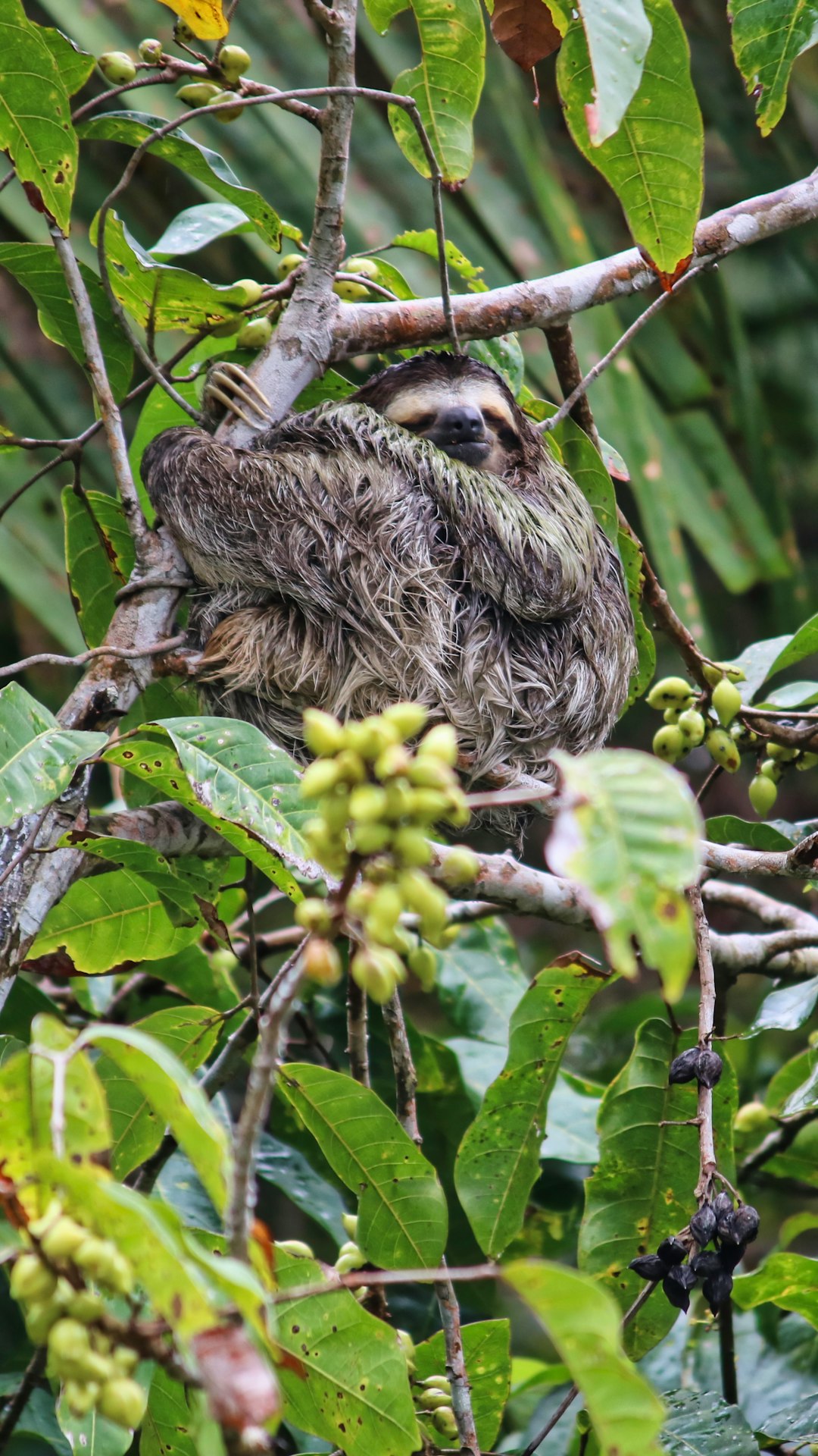 panama