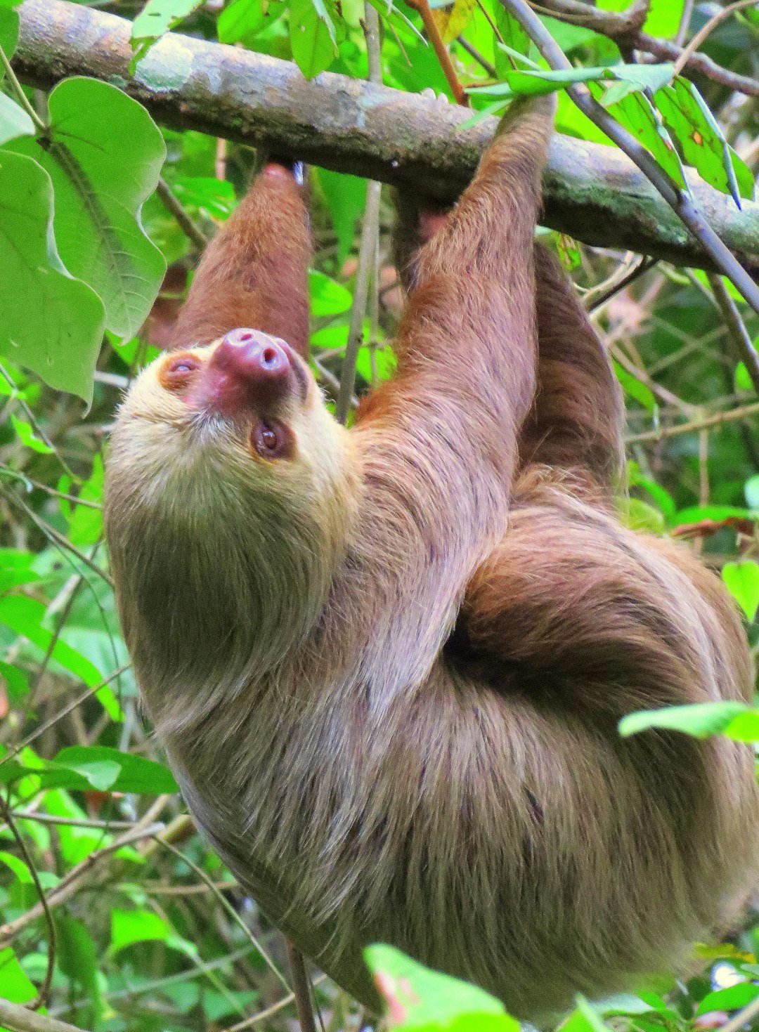 panama