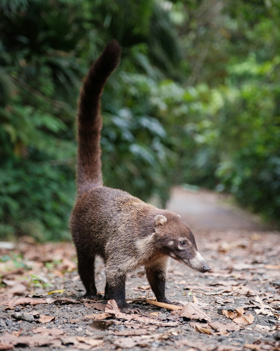 panama