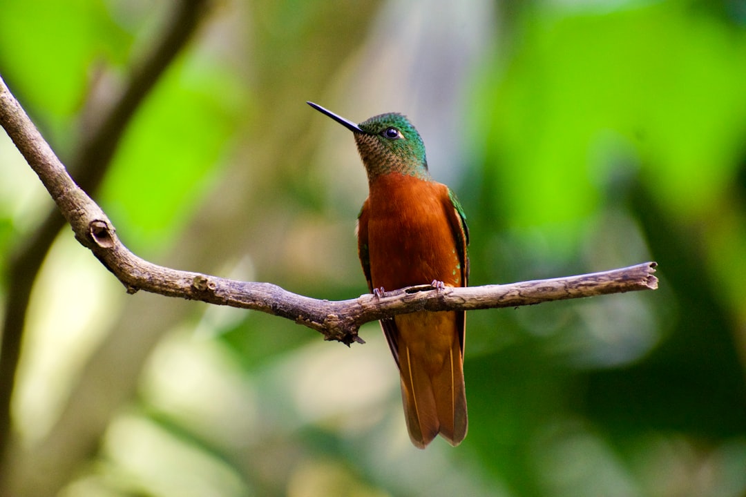 peru