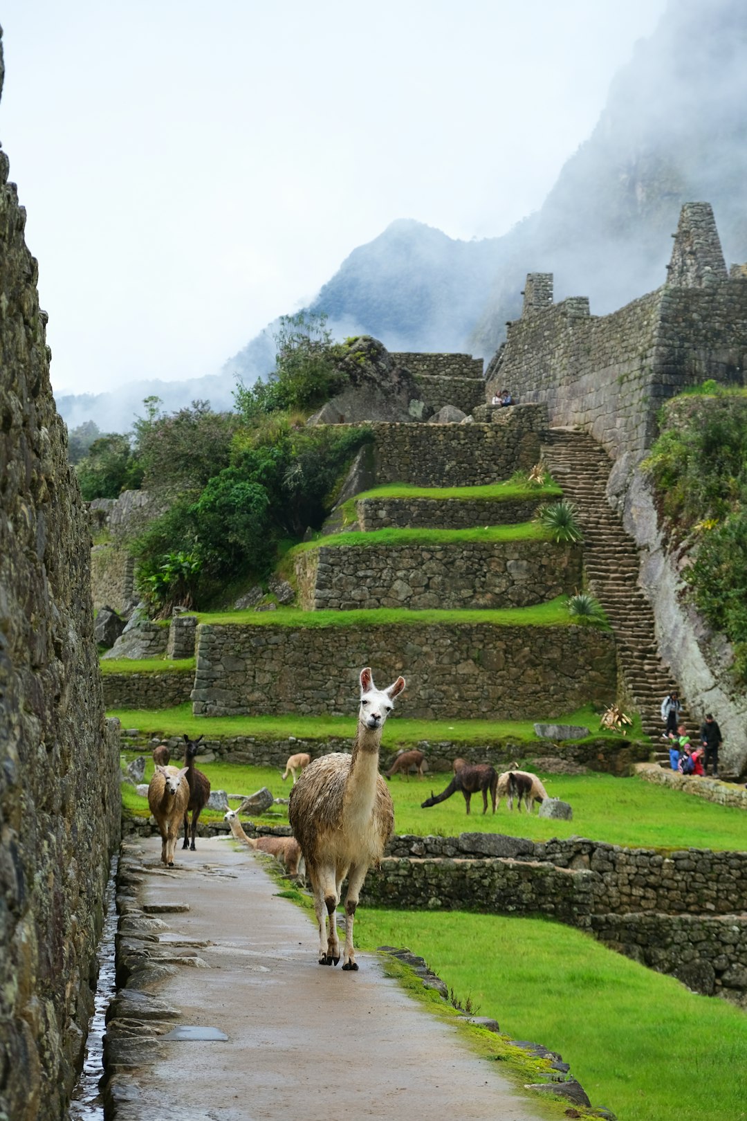 peru