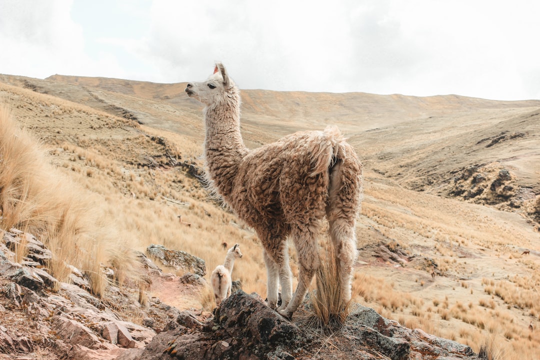 peru