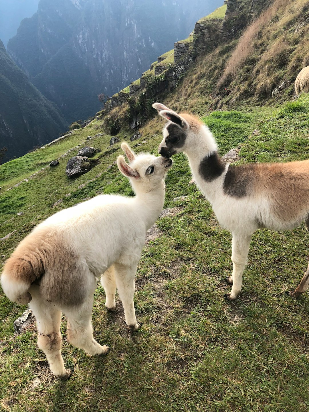 peru